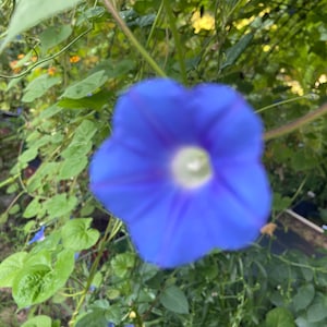 Morning glory Black Angel trumpet gothic seeds 30