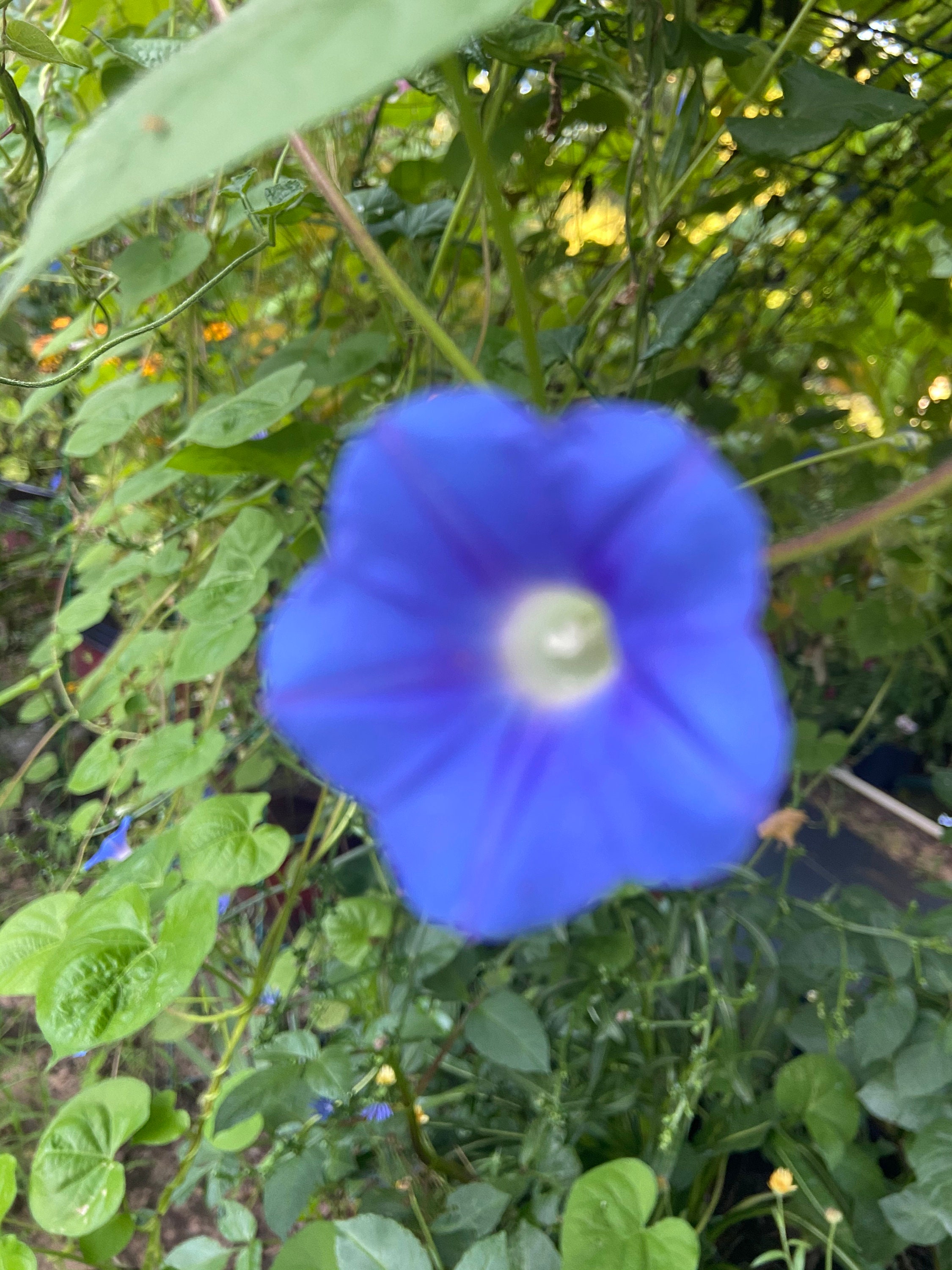 Blue Angel Trumpet Plant - Etsy