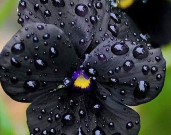 May include: Close-up of a black pansy flower covered in water droplets. The flower has a deep black hue with a yellow and purple center. The water droplets reflect light, creating a glistening effect. The petals have a velvety texture.