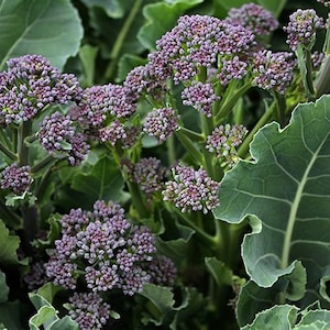 Broccoli   purple sprouting heirloom  seeds 100