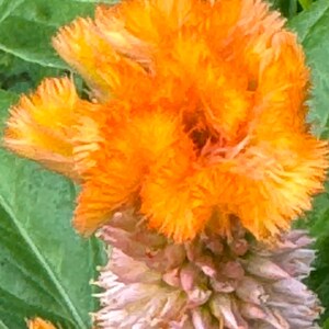 Celosia Orange Queen 50 seeds