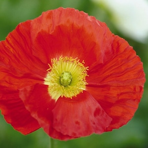 Burbujas de champán de color escarlata oscuro Semillas de amapola 20