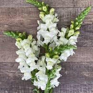 Op de afbeelding: Een bos witte leeuwenbekbloemen met groene stelen.