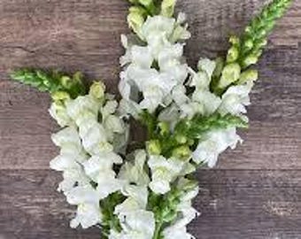 Snapdragon Potomac ivory Pelleted seeds 50