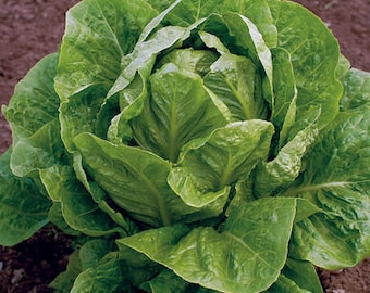 Lettuce Romain lettuce Jericho heirloom  seeds 200