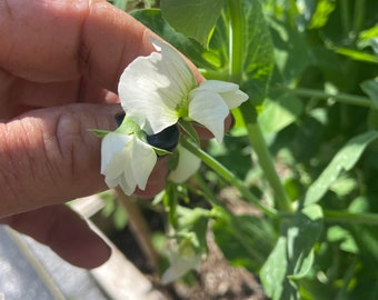 Pea Garden Lillian’s caseload heirloom seed 50