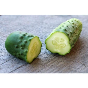 Cucumber Parisian pickling organic seed 25