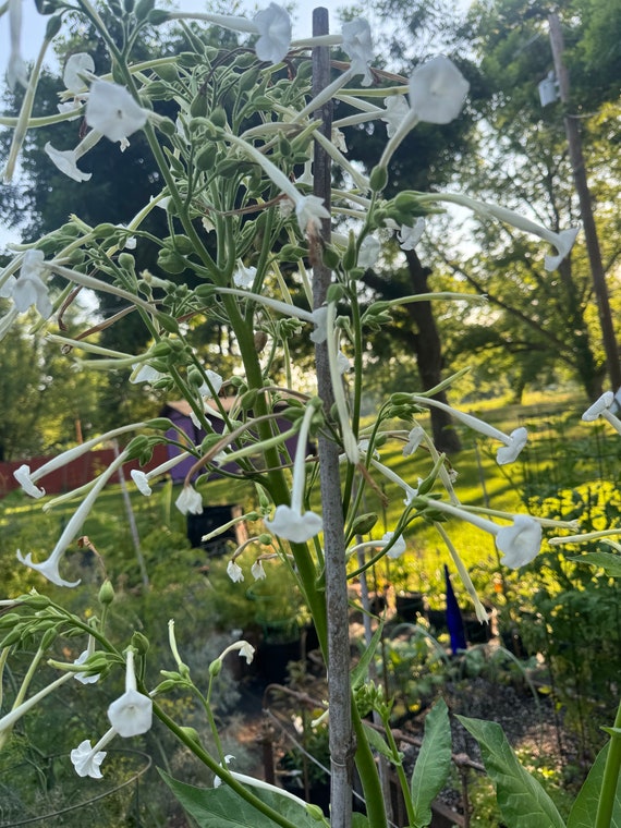 night scented tobacco Nicotiana Night Scented Nicotiana Seeds 50