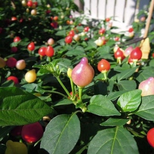 Pepper Barra Do Ribeiro seeds 10
