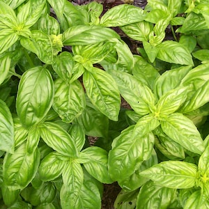 Basil Genovses sweet organic seeds 50