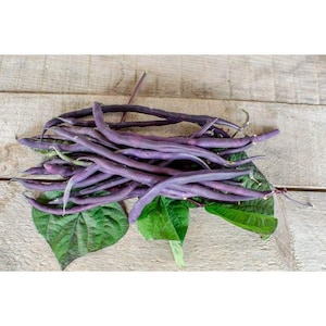 Bean Pole Carminat seed 100