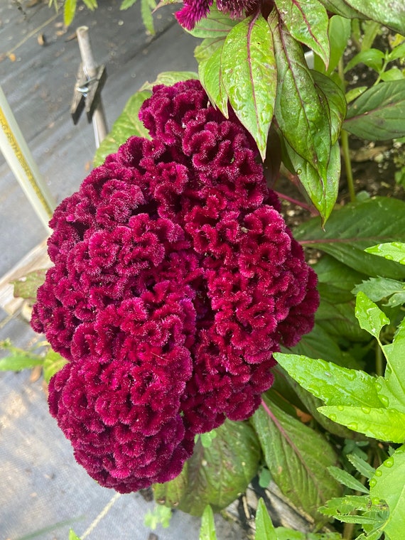Celosia Cockscomb Giant Indiana Heirloom Seeds 25 - Etsy