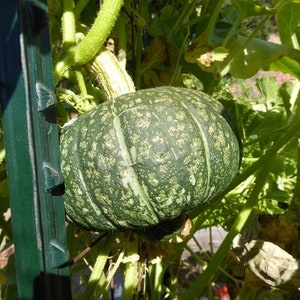 Dynia Kabocha dynia zimowa Kurin nasiona 15