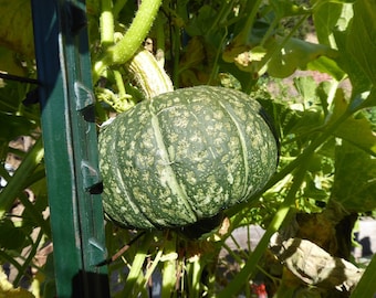 Abóbora Kabocha Abóbora de inverno Sementes Kurin 15