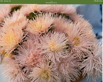Aster Valkyrie Brunhilde Chamois Rare Heirloom Flower Seed 50