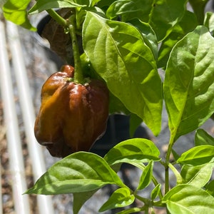 Pepper Chocolate  7 Pot Bubblegum pepper seeds 10