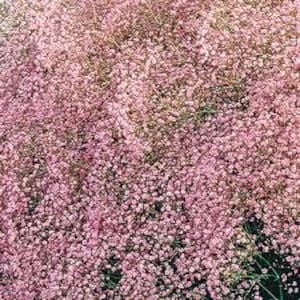 Puede incluir: Un campo de flores de aliento de beb&eacute; rosa en flor. Las flores son peque&ntilde;as y delicadas, de un color rosa claro. Las flores est&aacute;n creciendo en un campo, y el fondo es un desenfoque de verde.
