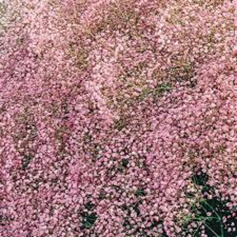 Puede incluir: Un campo de flores de aliento de beb&eacute; rosa en flor. Las flores son peque&ntilde;as y delicadas, de un color rosa claro. Las flores est&aacute;n creciendo en un campo, y el fondo es un desenfoque de verde.