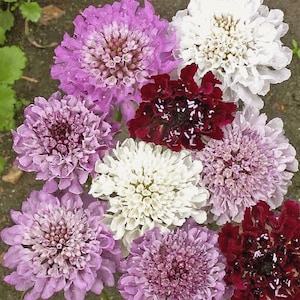 Scabiosa  Mixed Flower seed 25