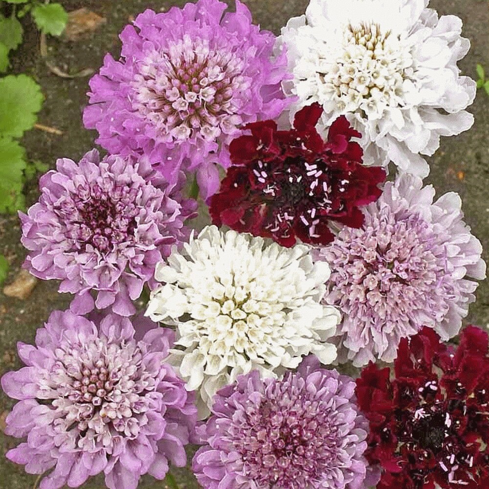 Scabiosa  Mixed Flower seed 25