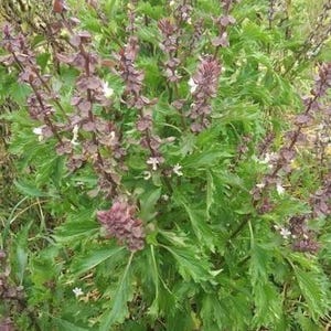 Organic Basil Mrihani Seeds 35 Rare Heirloom Basil