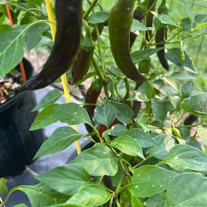 Pepper Cayenne  Ring of Fire Pepper seed 15
