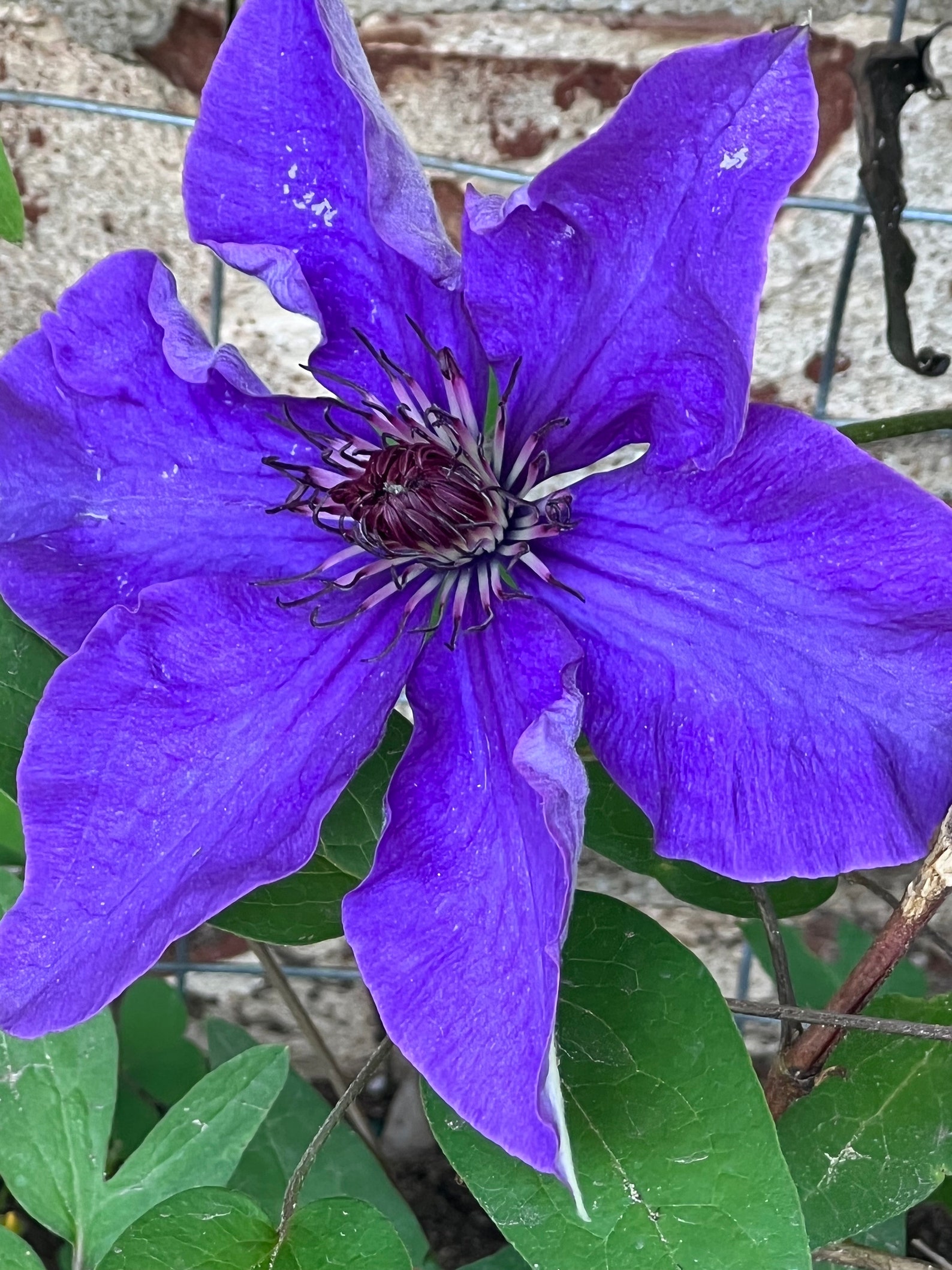 Clematis Jackmanii Purple Seed 10 - Etsy