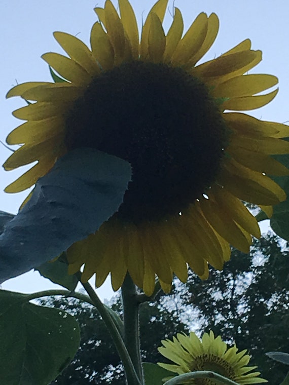 Sunflower Procut Orange Single Stem Flower Seeds 25 - Etsy