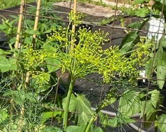 Dill Erbstück Samen 100
