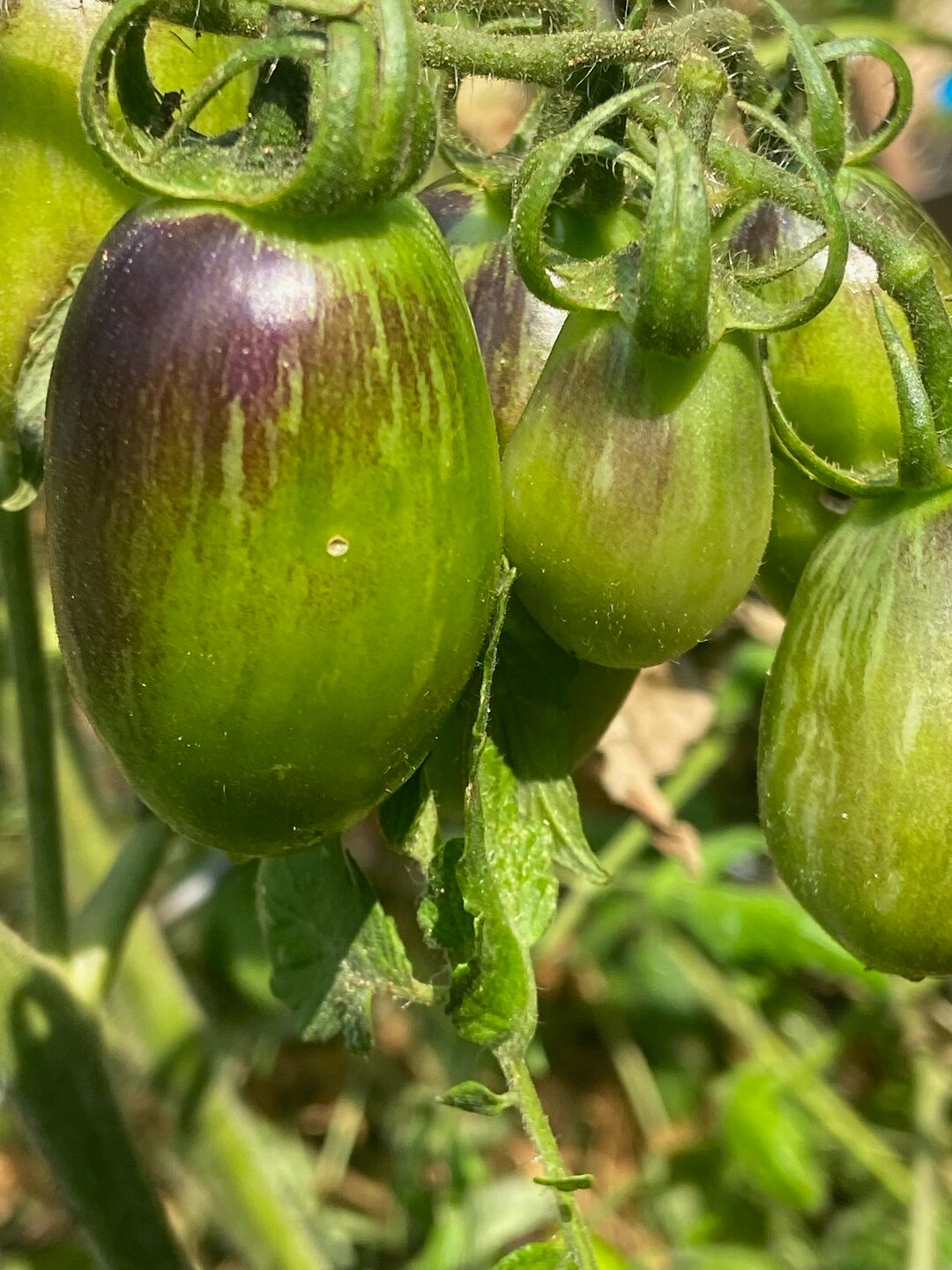 Tomato Brads Atomic Grape Heirloom Seed 15 Etsy