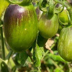 Tomato Brad’s  atomic grape heirloom seed 15