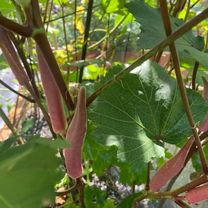 Okra Okinawa pink heirloom seed 15