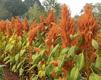 Amaranth Heirloom Samen des goldenen Riesen 25