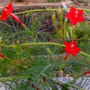 Red Cypress vine 20 seeds