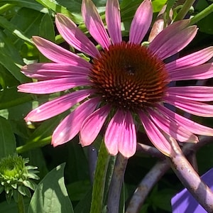 Coneflower Green twister flower seed 50