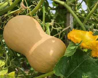Squash Waltham butternut winter heirloom seeds 30