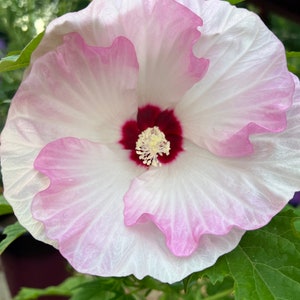 Hibiscus ballet slippers seed 5