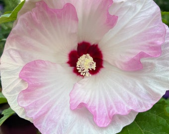 Hibiscus ballet slippers seed 5