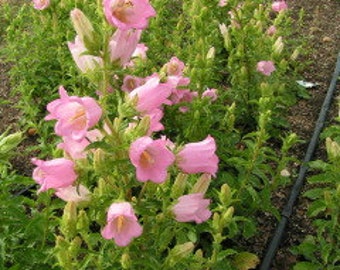 Campanula Champion pink improved flower seed 25