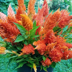 Celosia Sunday orange flower seed 25