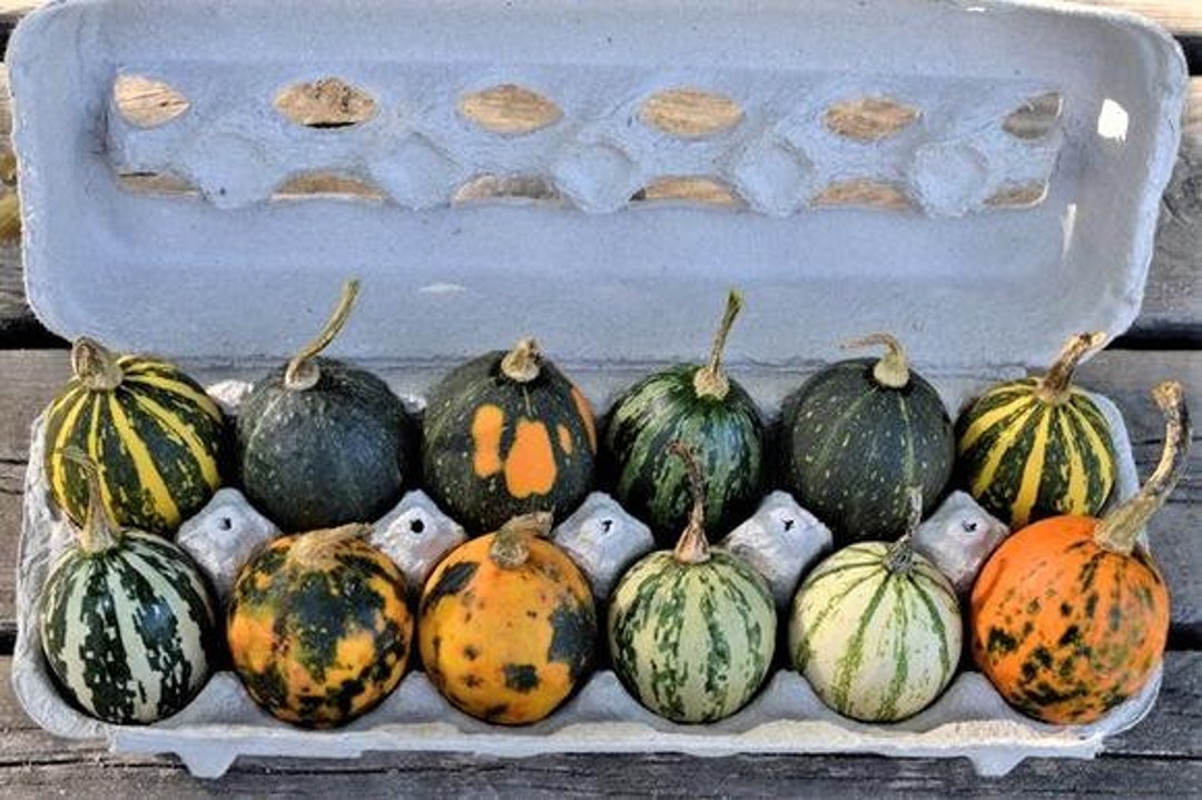Gourds Goblin Eggs Mix Heirloom Seed 20 - Etsy