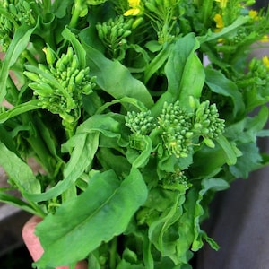 Broccoli Novantina Raab organic seed 50