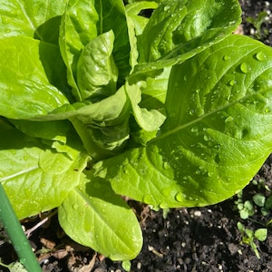 Lettuce Buttercrunch seed 300