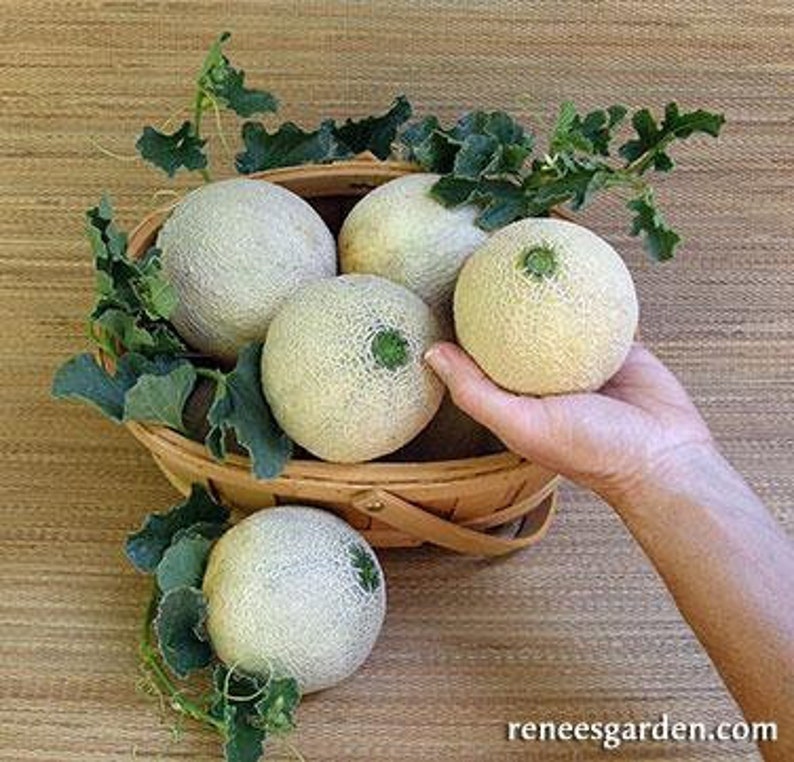 Mini cantaloupe sugar cube seeds 5 Etsy