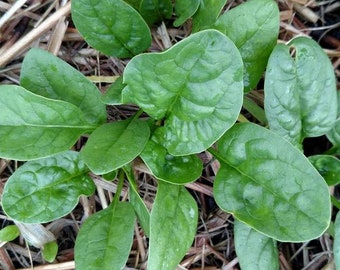 45 Spinat Bloomsdale langjährige Spinatkörner