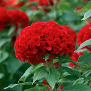 Celosia chief Persimmon flower seed 25