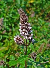 Mint peppermint seed 25