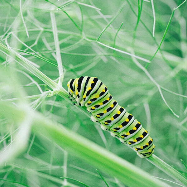 Swallowtail Plant - Etsy