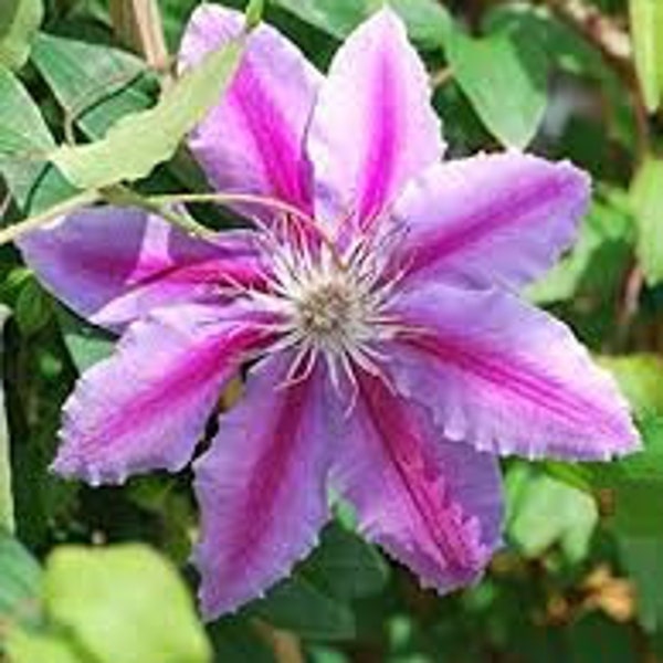 Clematis Dr Ruppel seed 10