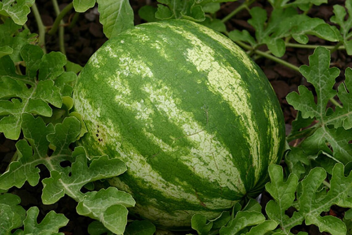 Unbelievable Carbuncle Watermelons: Seeds For Sale! - h00f0fq